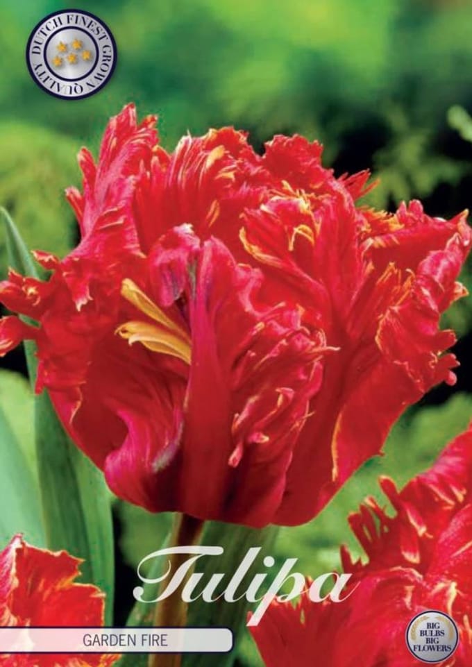 Dutch Finest Quality bloembollen - Tulpen Tulp Parrot Garden Fire x7 12/+s