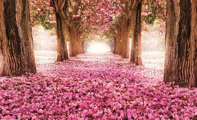 Poster | Roze | 104 x 70,5 cm
