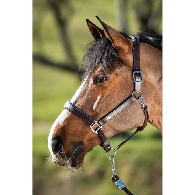 Lederen halster voor paarden HFI Two-Tone