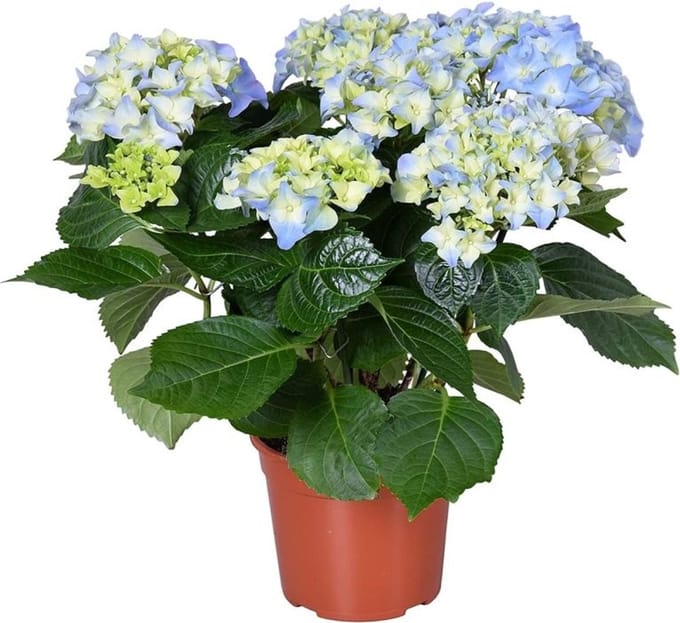 JUNAVERA Hydrangea macrophylla 'Early Blue' | Hortensia | 28 cm hoog | 10 cm pot