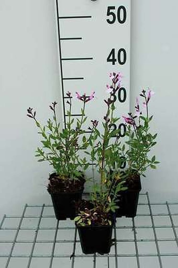 6x Struiksalie - Salvia greggii 'Joy' | 9x9 cm pot