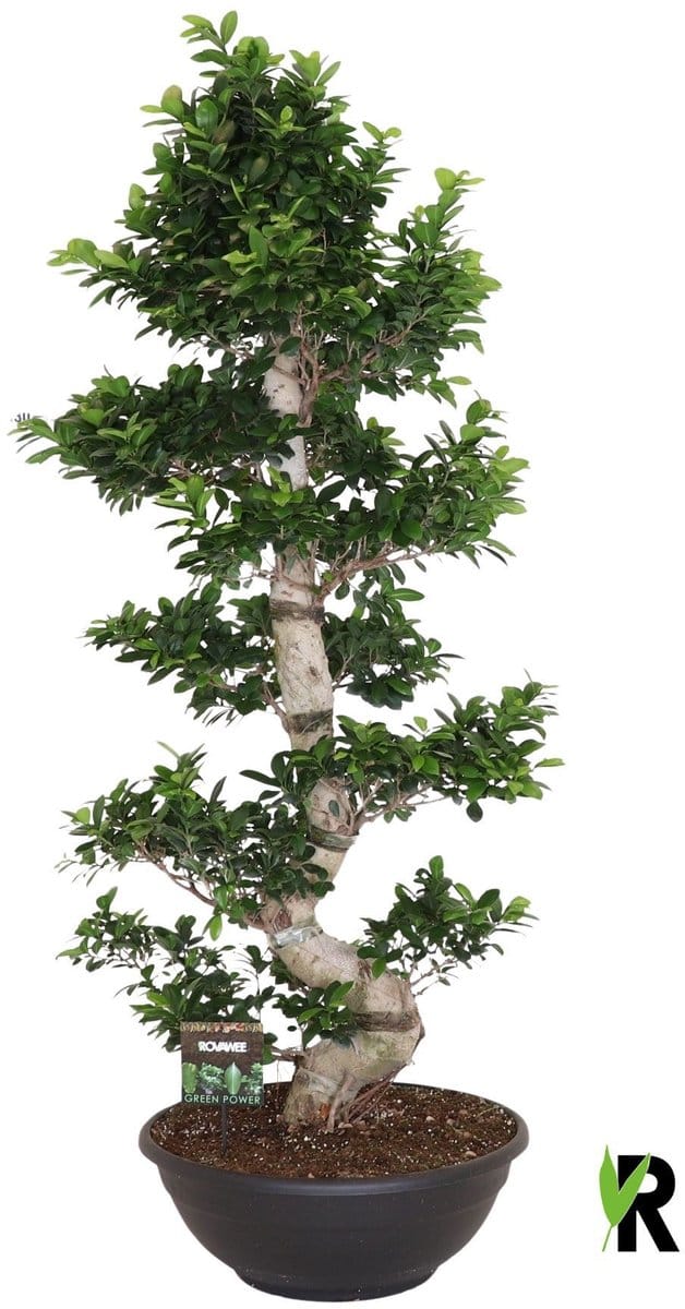 Ficus Microcarpa S-type in sierpot 180 cm - Kamerplant - Potmaat Ø60 cm