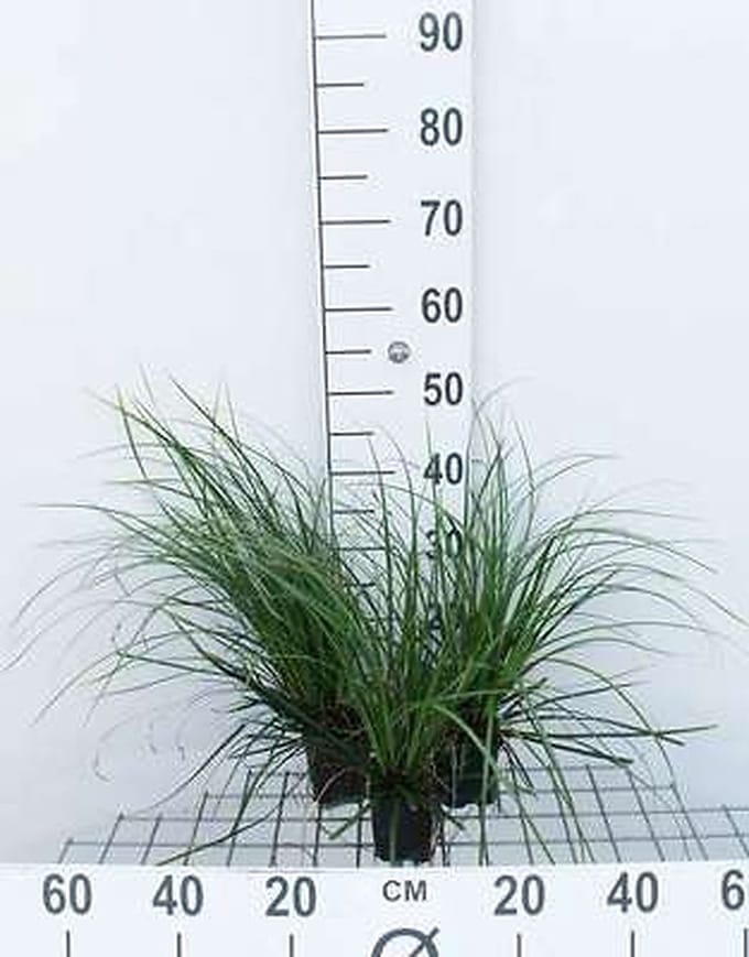 6x Zegge - Carex osh. 'Evergreen' ® | 9x9 cm pot