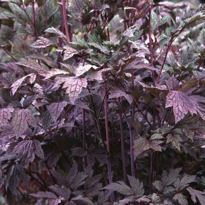 6x Zilverkaars - Actaea racemosa ‘Atropurpurea’ - Pot 9x9cm