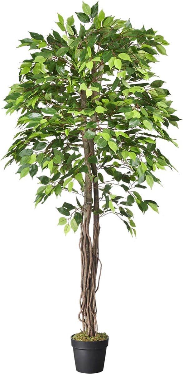 Kunstplant Ficus groen H180 cm - HTT Decorations kunstplanten