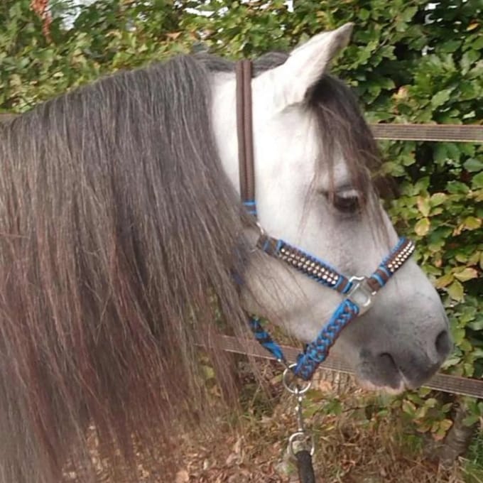 Pagony Deluxe Touwhalster - Maat: Pony - Blauw - Nylon