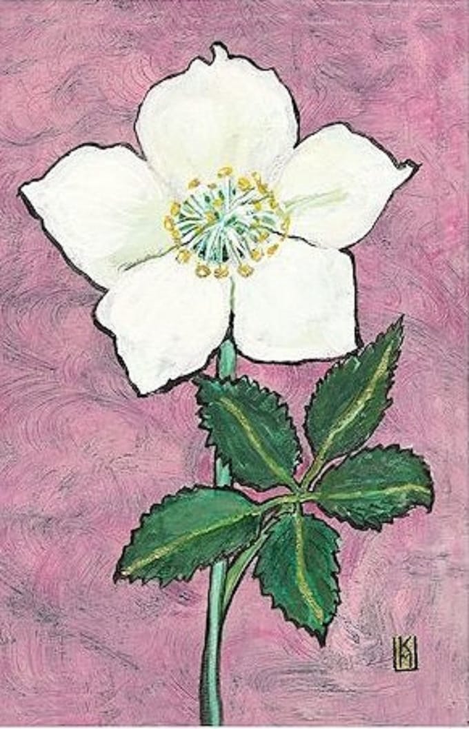 Dubbele kaart met env. Helleborus Niger 11,5x17,5cm