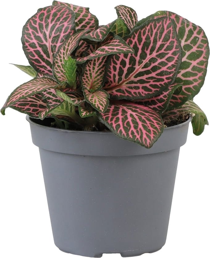 Fittonia Pink Specik - Terrariumplant