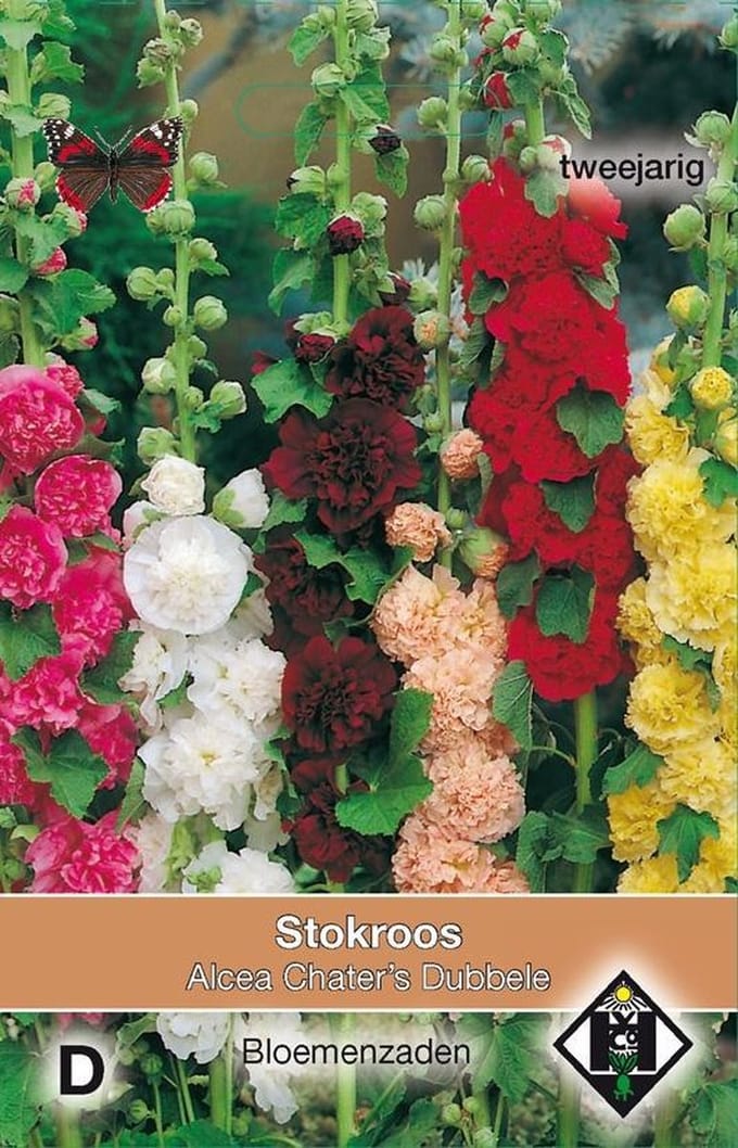 2 stuks Van Hemert & Co Alcea rosea plena Chater s Dubbele