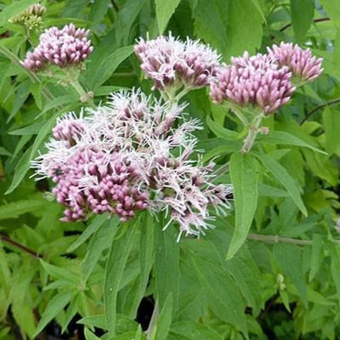 6 x Eupatorium Cannabinum - Koninginnekruid pot 9x9cm