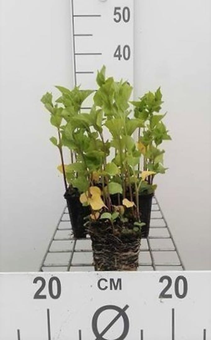 6x Lampionplant - Physalis alkekengi 'Franchetii' | 9x9 cm pot