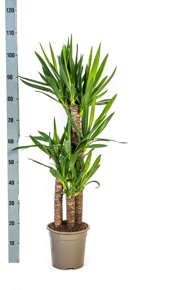 Yucca Elephantipes Ø21cm - 100cm