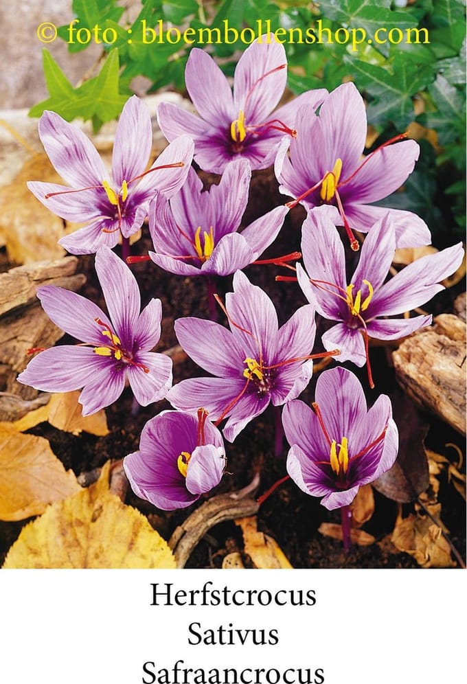 krokus - crocus Sativus - Safraan crocus 25 bollen maat 8/+ (Herfstcrocus)
