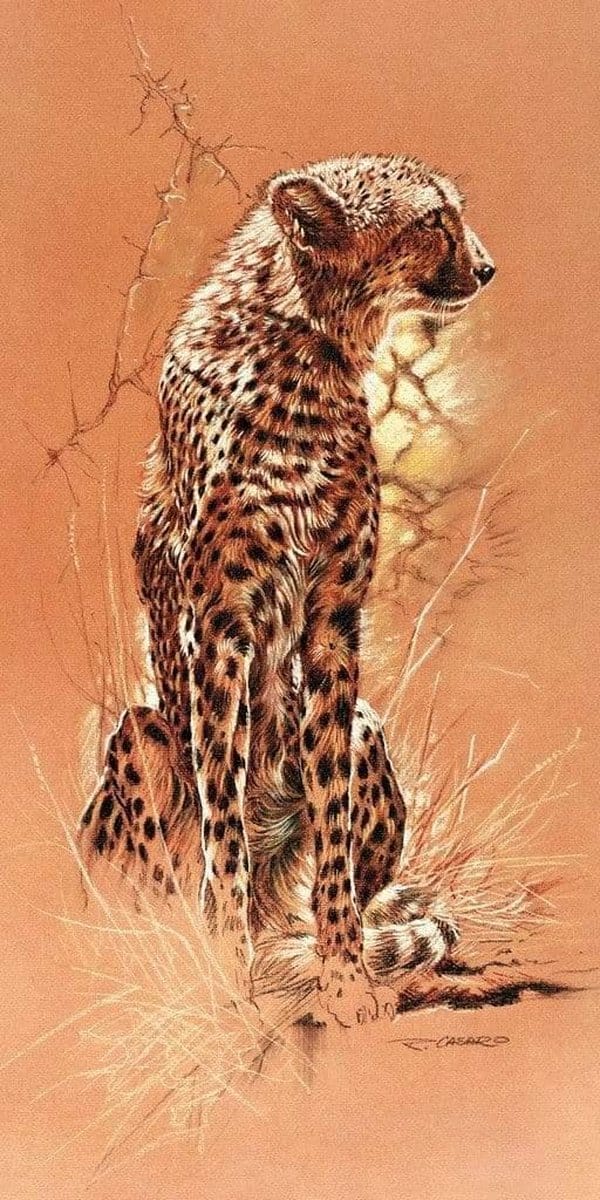 Kunstdruk Renato Casaro - Cheetah 50x100cm