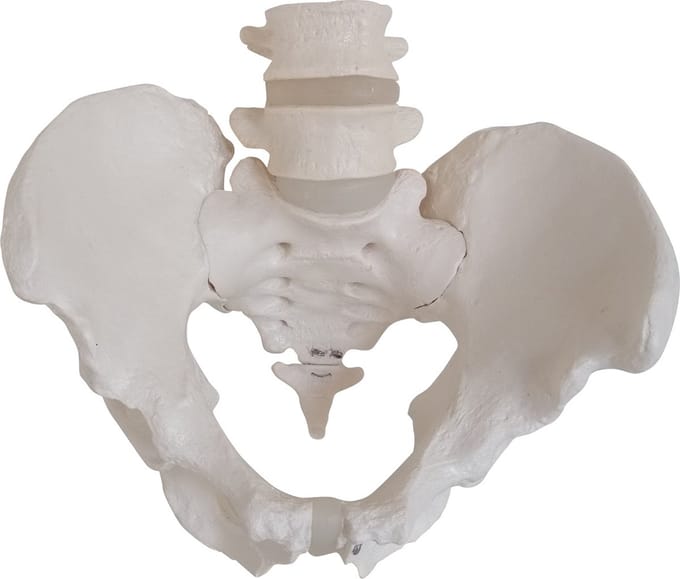 Het menselijk lichaam - anatomie model bekken en lumbale wervelkolom man