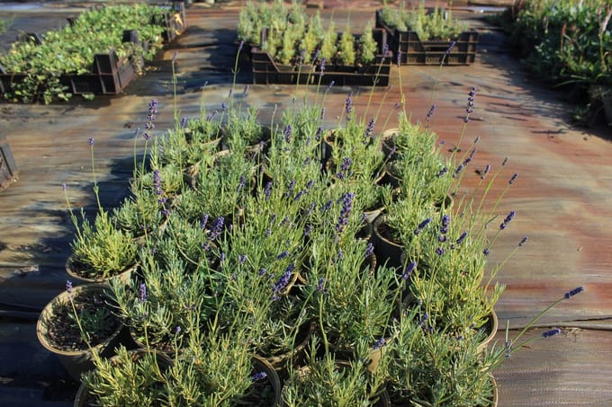 6 stuks - Lavandula angustifolia 'Hidcote' – Lavendel - P9 (9X9)