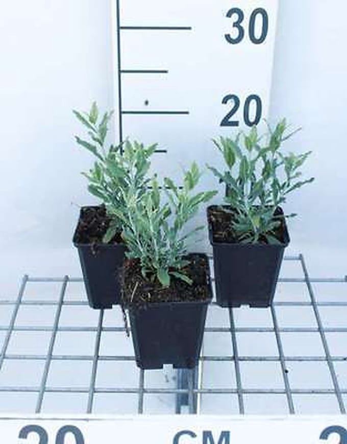 6x Blauwspirea - Perovskia atripl. 'Little Spire' | 9x9 cm pot