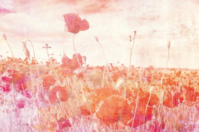 Fotobehang - Poppies Abstract 375x250cm - Vliesbehang