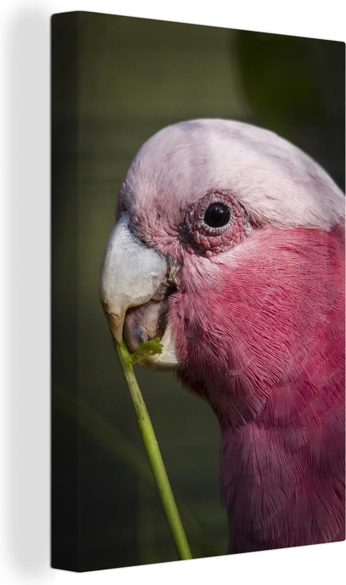 Canvas Schilderij Roze kaketoe - 40x60 cm - Wanddecoratie