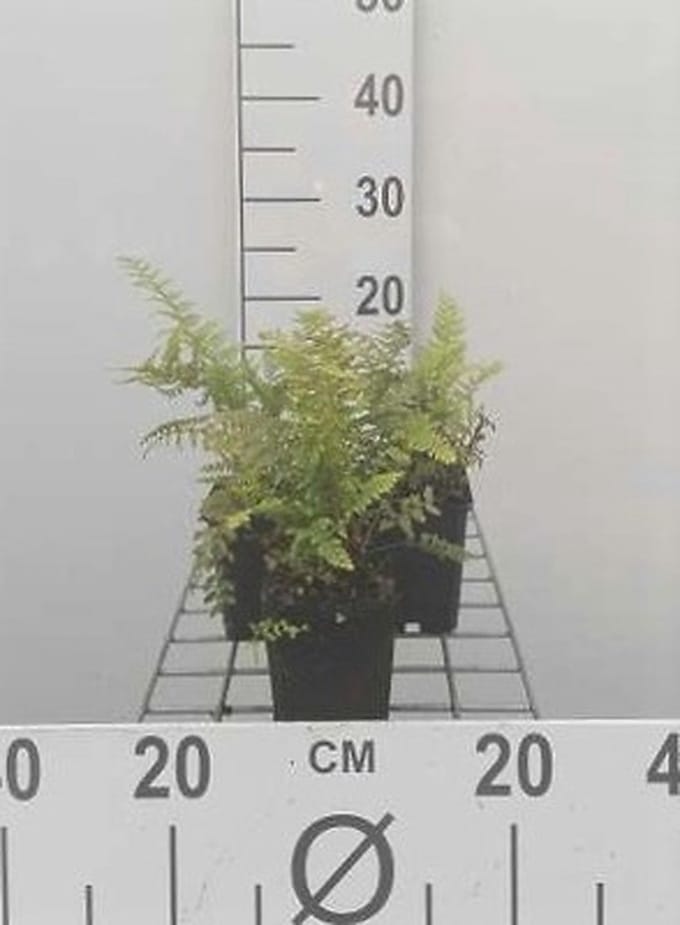6x Zachte Naaldvaren, - Polystichum setiferum | 9x9 cm pot