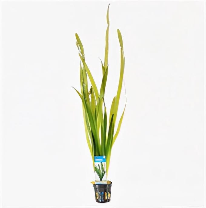Moerings Vallisneria giganthea rubra | In Terracotta Ring