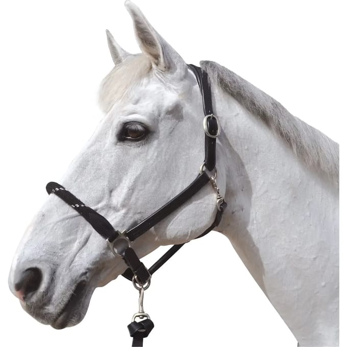 Halster met witte gespen voor paarden Canter
