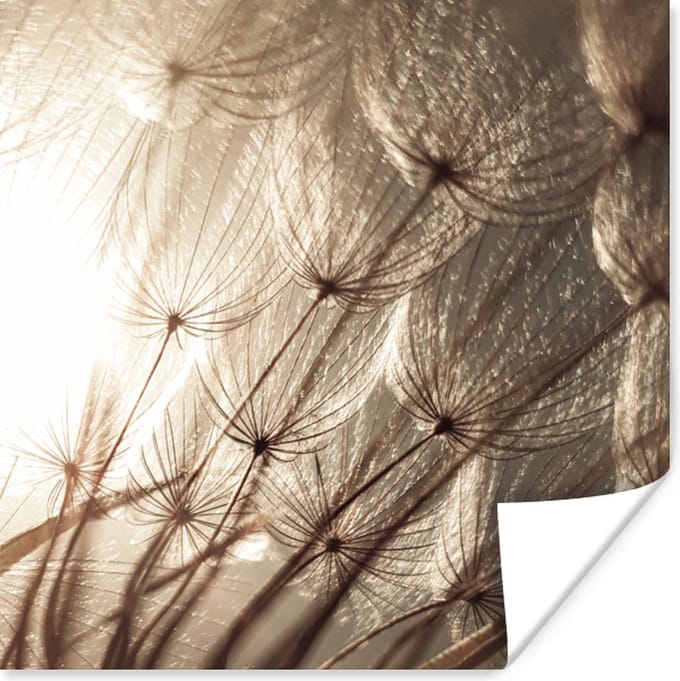 Poster Bloemen - Planten - Winter - Sepia - Sneeuw - 75x75 cm