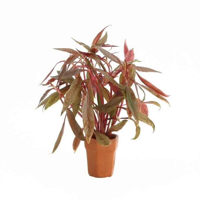 Moerings Alternanthera Rosaefolia | Rood Papegaaienblad | in Terracotta Pot