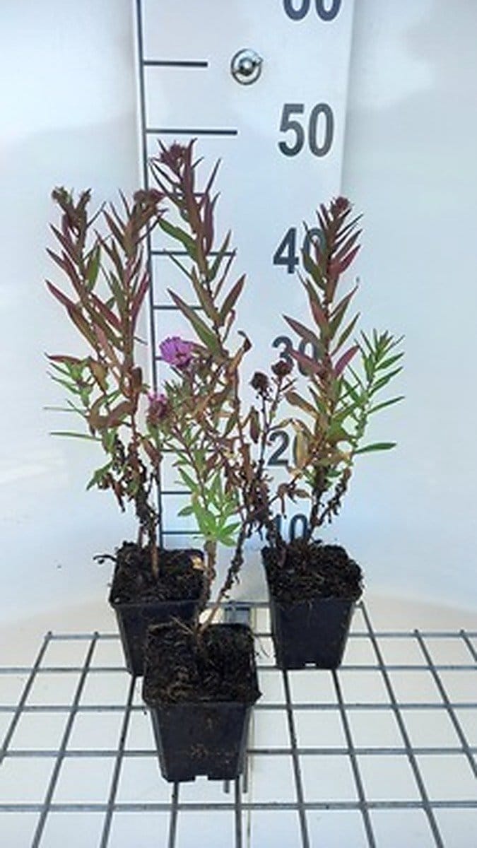 6x Aster - Aster n.a. 'Andenken An P. Gerber' | 9x9 cm pot