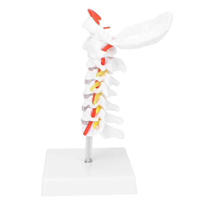 Modèle de Vertèbre Cervicale Artère Colonne Vertébrale Nerfs Spinaux Modèle Anatomique pour Étude en Salle de Classe de Sciences white