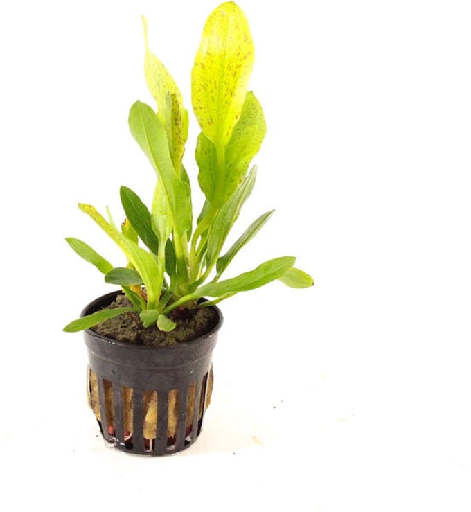 Moerings Echinodorus Granat in 5 cm pot