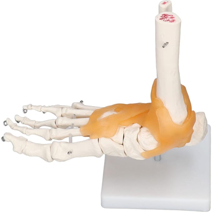 Menselijk Voetmodel Anatomisch Enkel Skelet Botten met Ligament 1 op 1 Levensgroot Model white