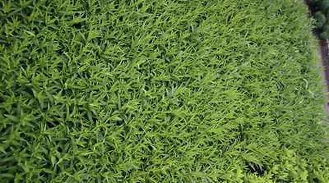 6x Stermaagdenpalm - Amsonia orientalis | pot 9 x 9 cm