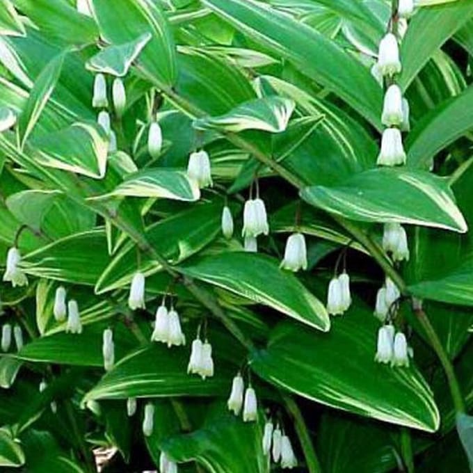 6 x Polygonatum Multiflorum - Salomonszegel pot 9x9cm