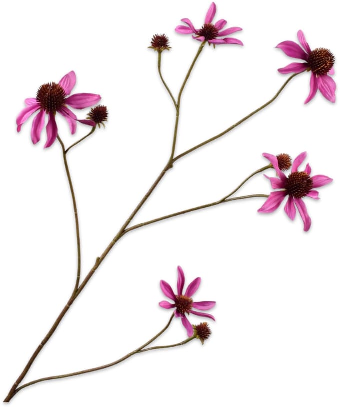Silk-ka - Kunstbloem - rudbeckia - roze - H91 cm