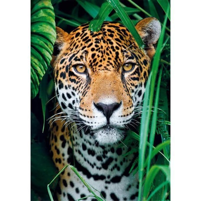 Clementoni Jaguar in the Jungle (500)