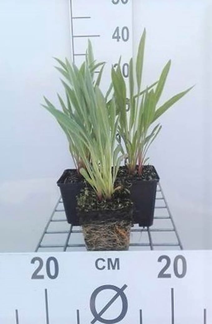 6x Zonnehoed - Echinacea pallida | pot 9 x 9 cm