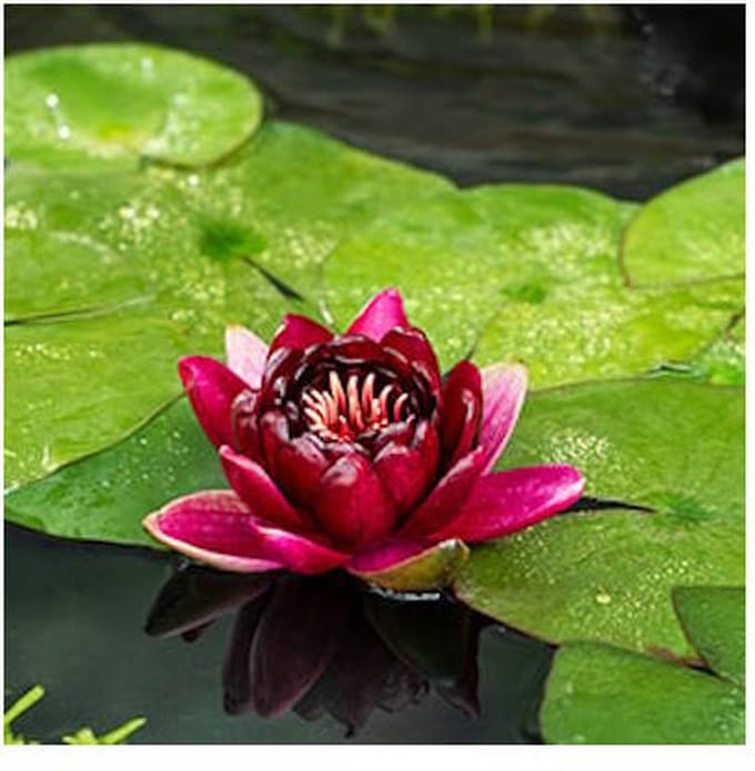 Moerings Nymphaea Black Princess | Waterlelie | In 11CM pot