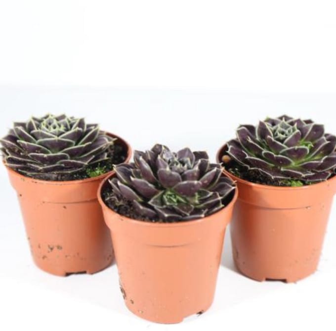 Sempervivum (rotsplanten) 3 stuks potmaat5.5