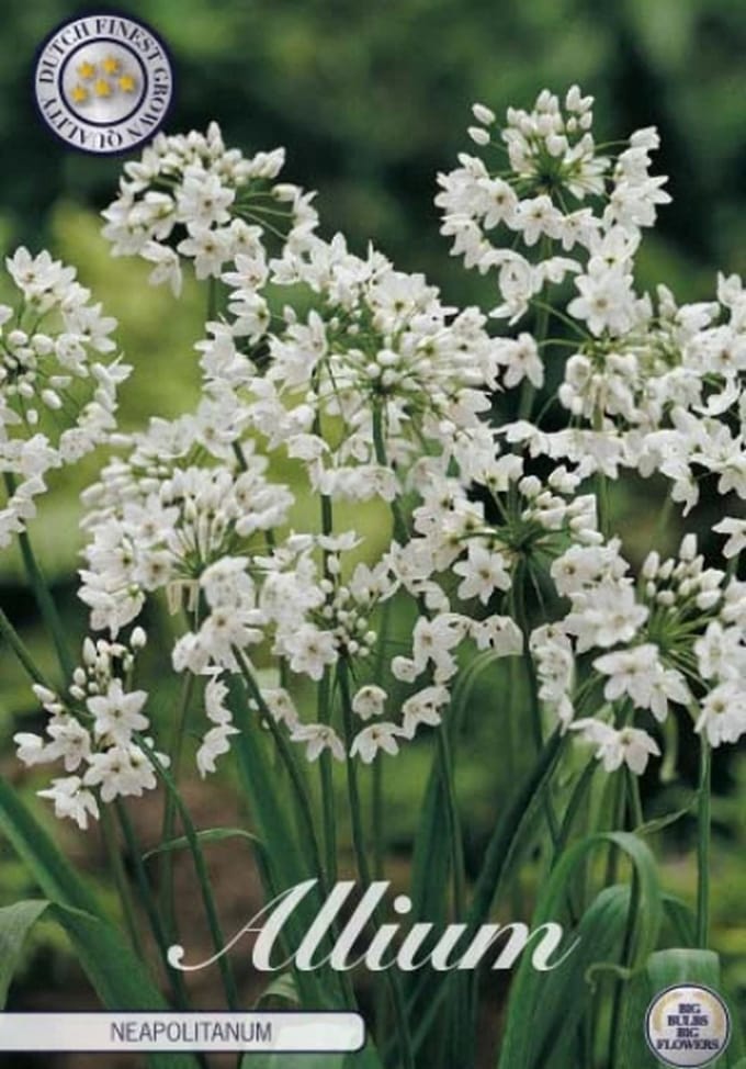 Dutch Finest Quality bloembollen Allium Nigrum x 5 stuks 10/12s