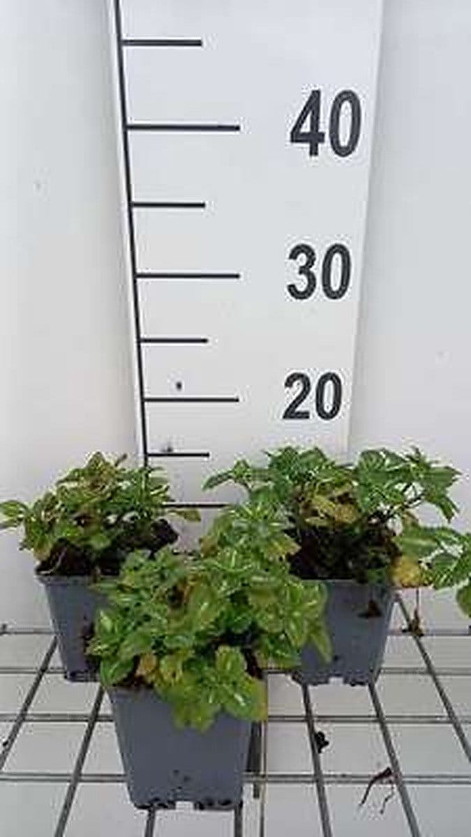 6x Dovenetel - Lamium mac. 'Album' ('niveum') | 9x9 cm pot