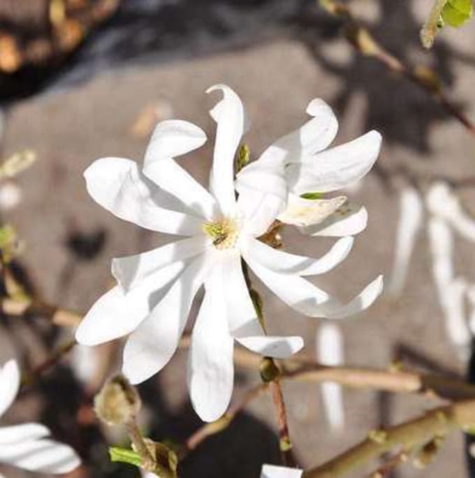 Magnolia stellata - Stermagnolia 60- 80 cm in pot