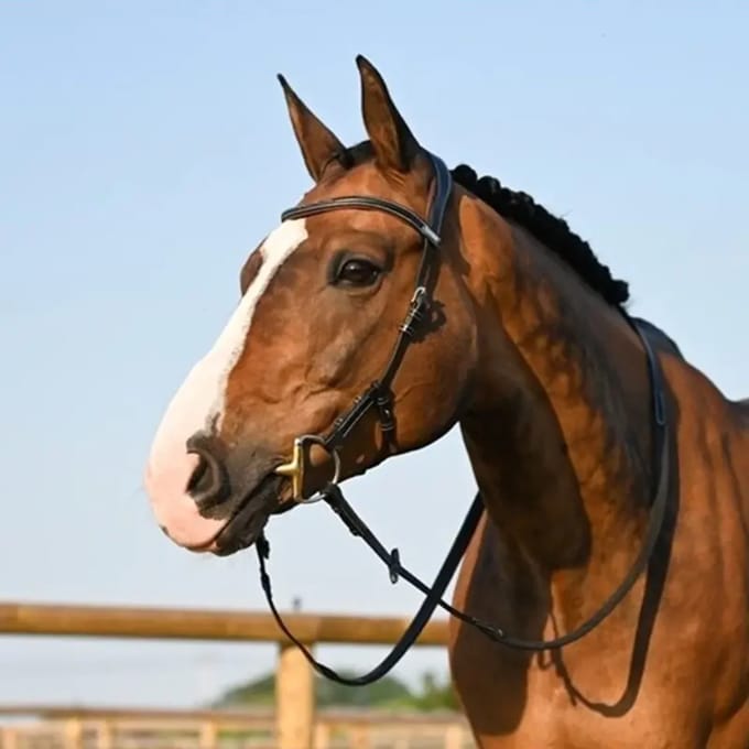 Anatomische paardenruiters biedingen Jump'In Liberty - One