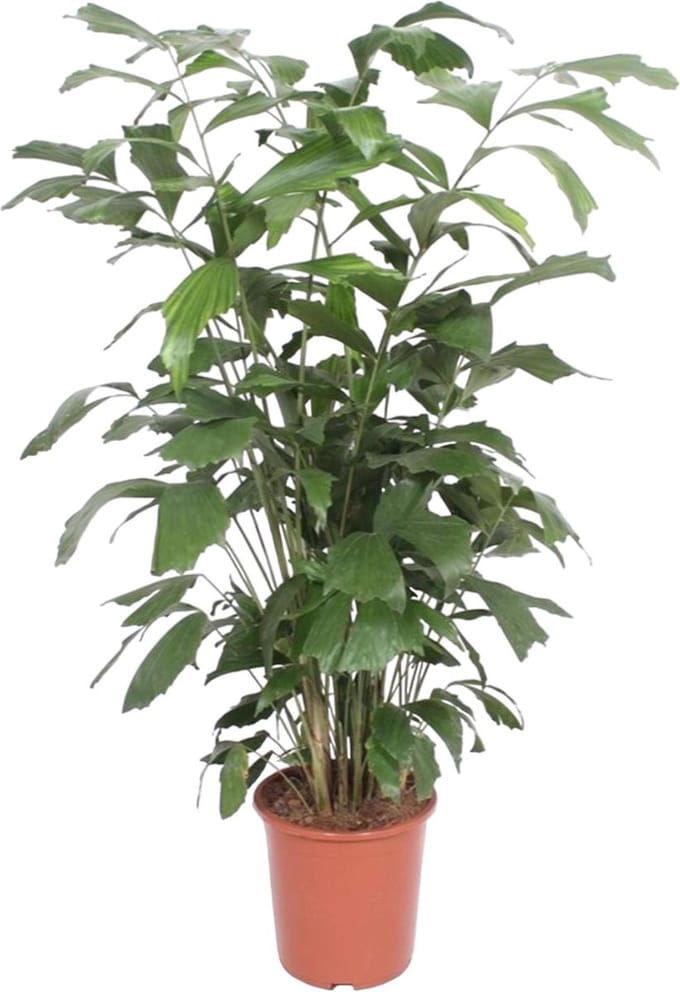 Caryota Mitis - 140 cm - ø27