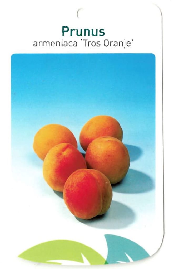 Oosterik home - Prunus Armeniaca Tros Oranje