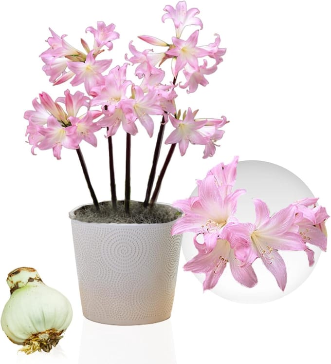 Amaryllis Bol - Belladonna - Bloembollen - 1 stuk - Roze - Bloem bollen