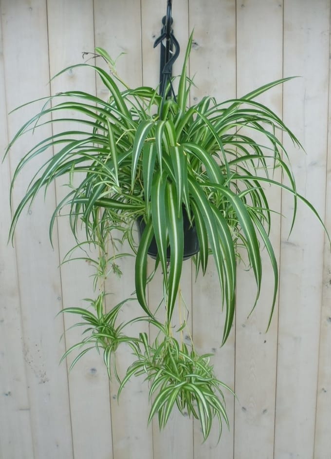 Warentuin natuurlijk - Hangplant Graslelie