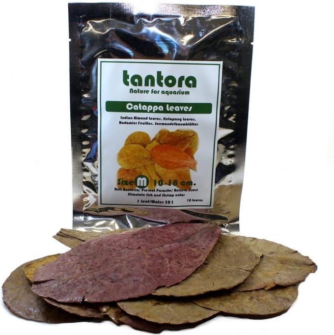 Tantora medium catappa bladeren - 10 stuks