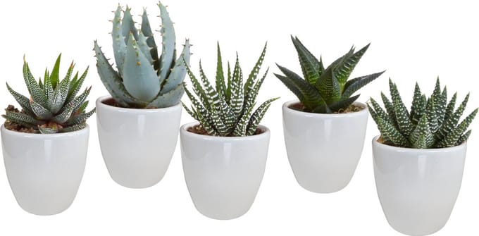 Gasteria/Haworthia mix 5.5 cm in witte pot | 5 stuks
