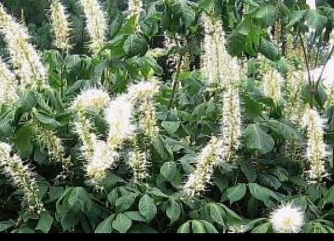 Aesculus parviflora - Herfstpaardekastanje, Struikkastanje 60- 80 cm in pot